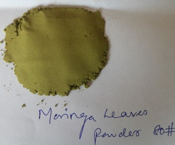 Moringa olieifera Powder