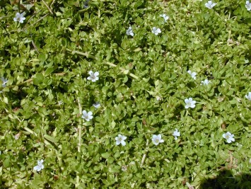 Bacopa monniera Extract