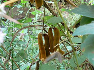 mUCUNA PRURIENS EXTRACT (l-dopa)