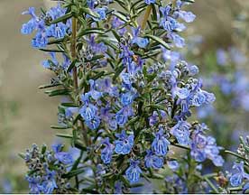 ROSEMARY EXTRACT (Rosmarinic Acid 20%-50%)