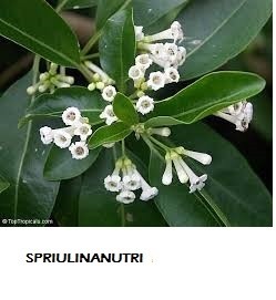 CESTRUM DIURNAM