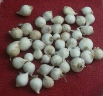 Single Clove Garlic