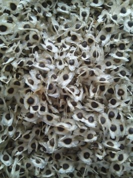 MORINGA SEED