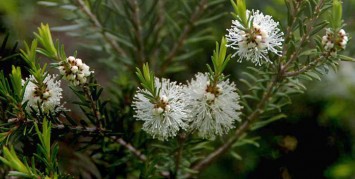 Tea Tree oil in india