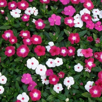 Vinca Rosea Exporters From India