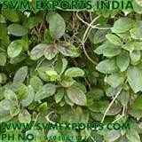 Gymnema Sylvestre Leaves Exporters From India