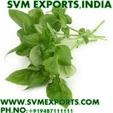 Ocimum Sanctum Leaves Exporters India