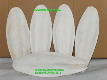 Fresh Cuttlefish  Bone