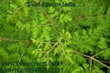 moringa teacut leaves