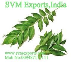 CURRY  LEAVES