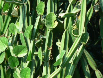 CISSUS QUADRANGULARIS