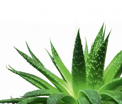  Aloe Vera Products Service Provider from Junagadh